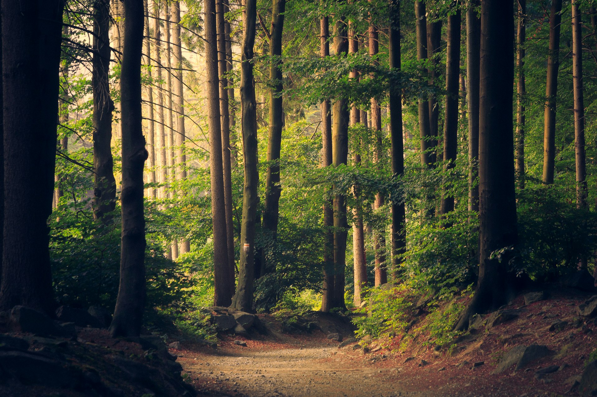 Bosque del Merendón